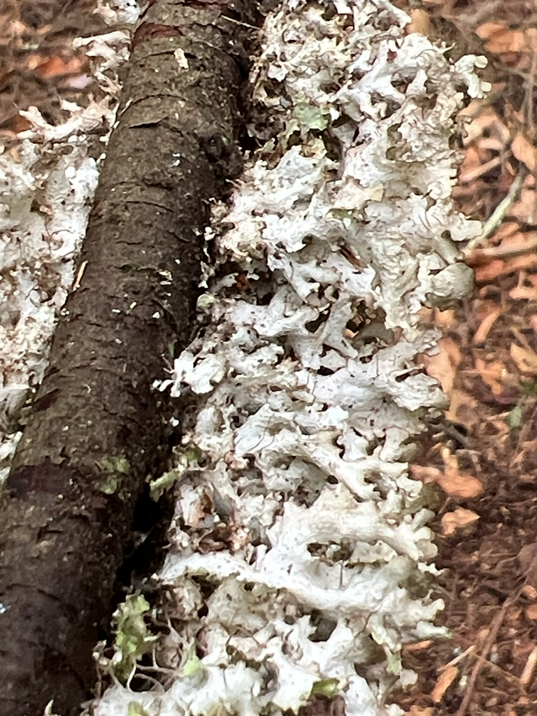 Crumpled Rag Lichen