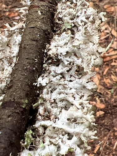 Crumpled Rag Lichen