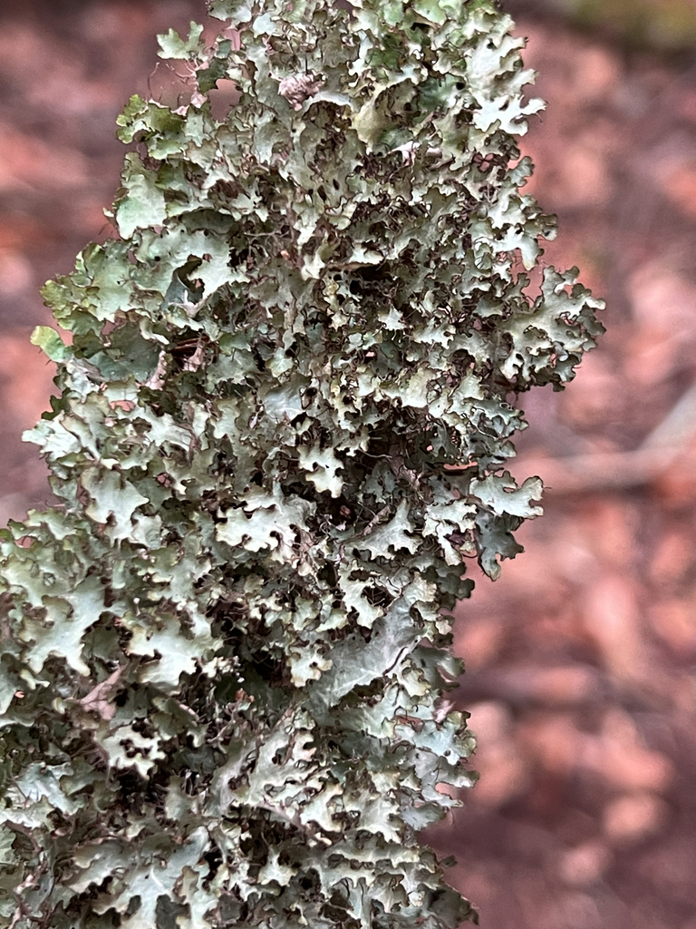 Crumpled Rag Lichen