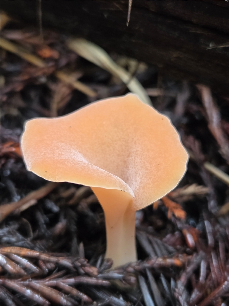 Guepinia helvelloides · November 2025 · photo: © mandymushii (iNaturalist, cc-by)