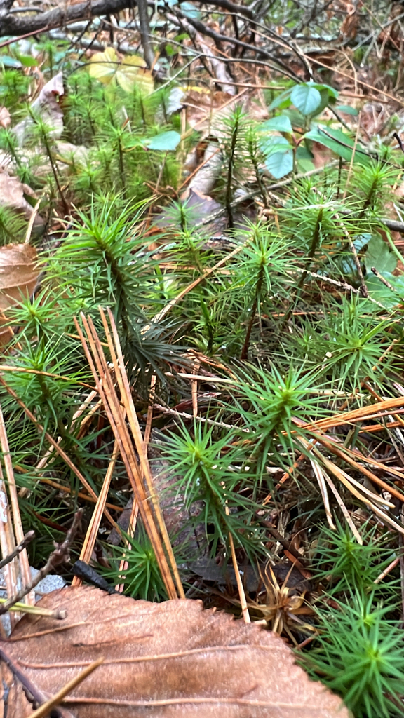 haircap mosses