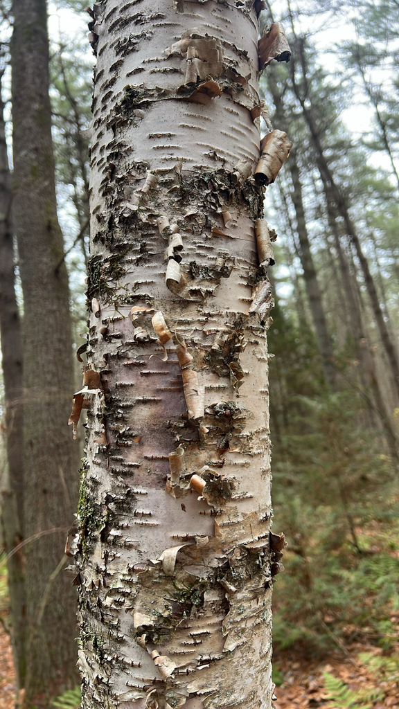 birches