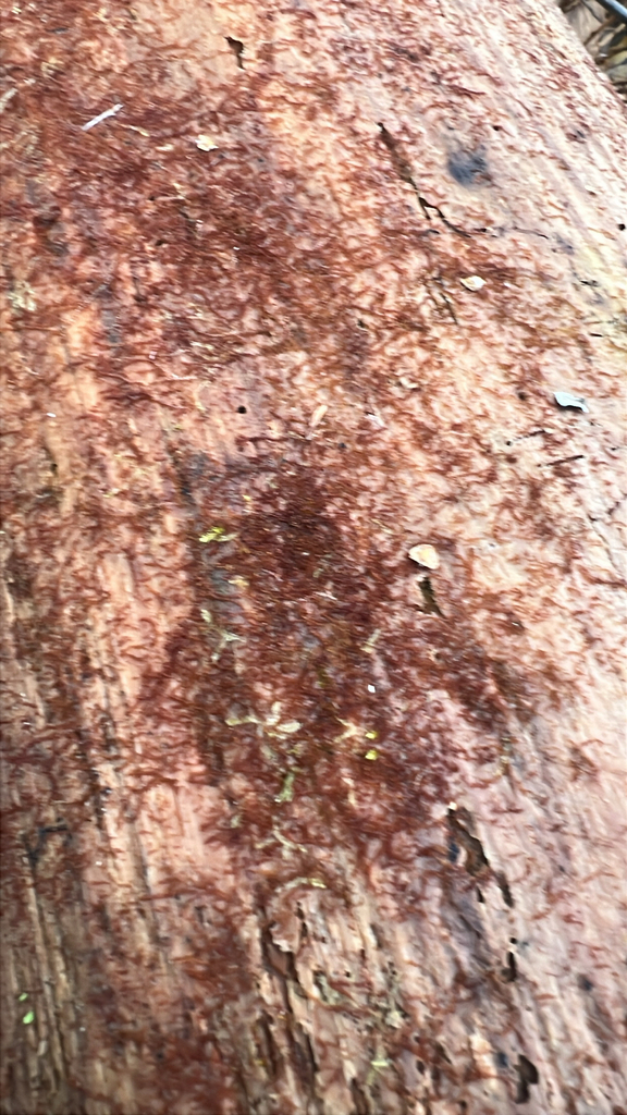 Rustwort