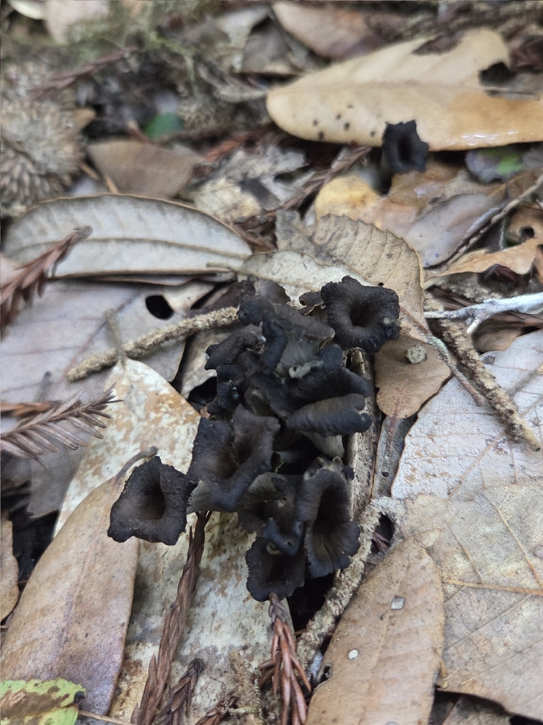 Craterellus calicornucopioides · November 2025 · photo: © mandymushii (iNaturalist, cc-by)