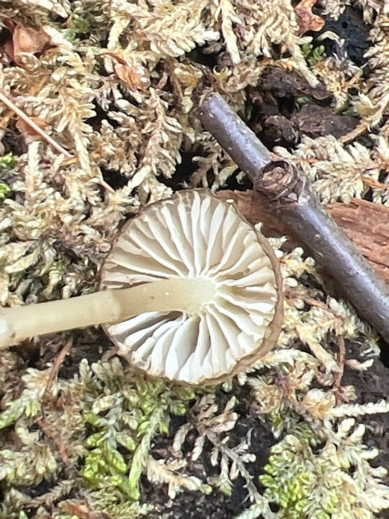 Bonnets
