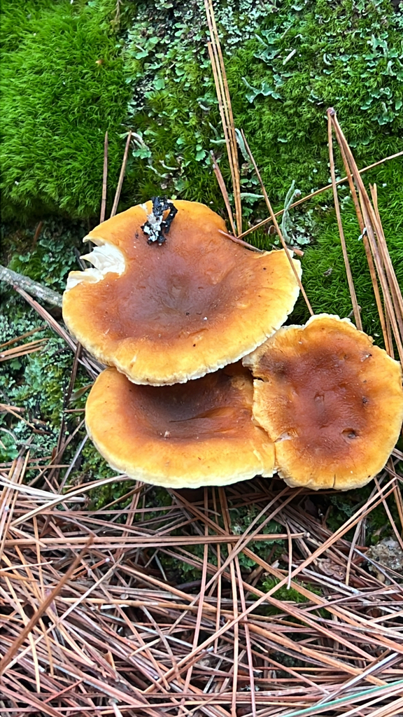 False Chanterelle