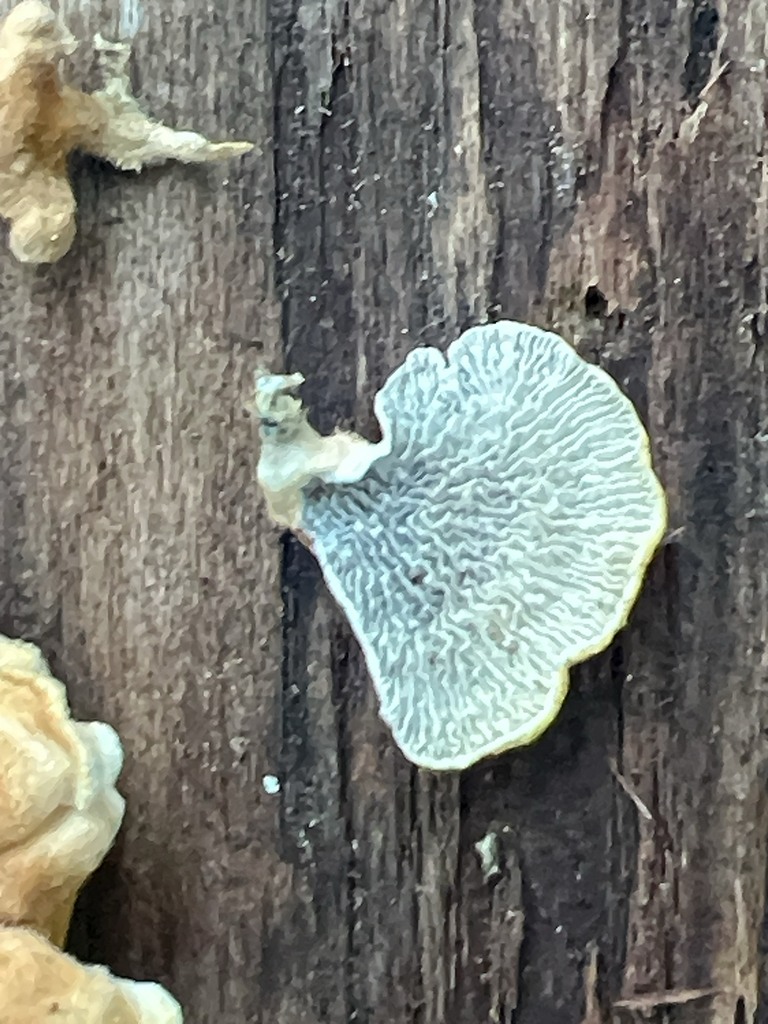 crimped gill