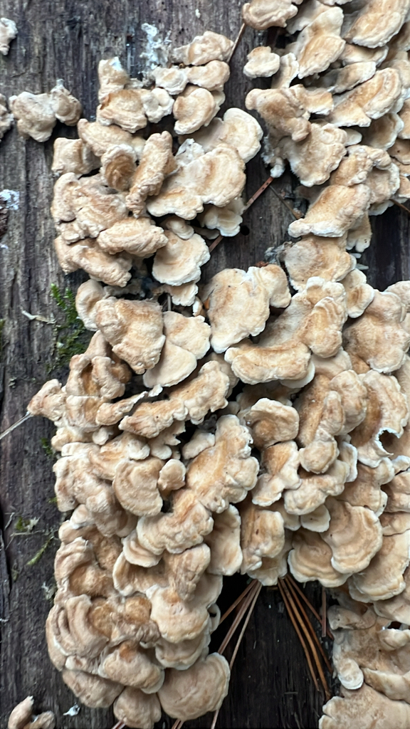 crimped gill
