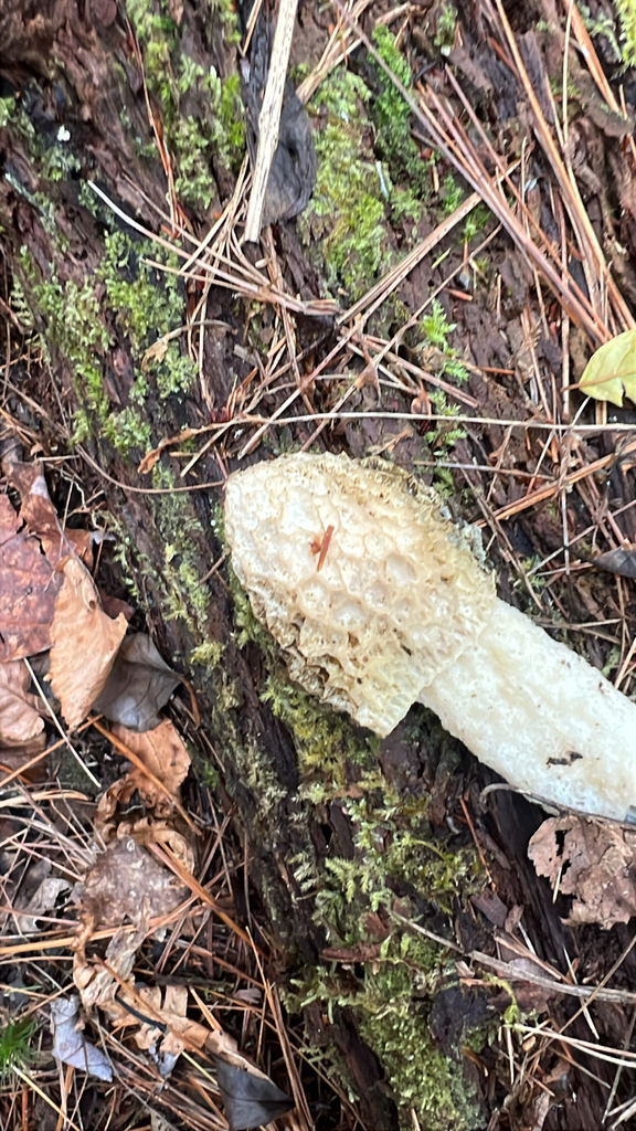 Phallus