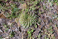 Lobivia cinnabarina