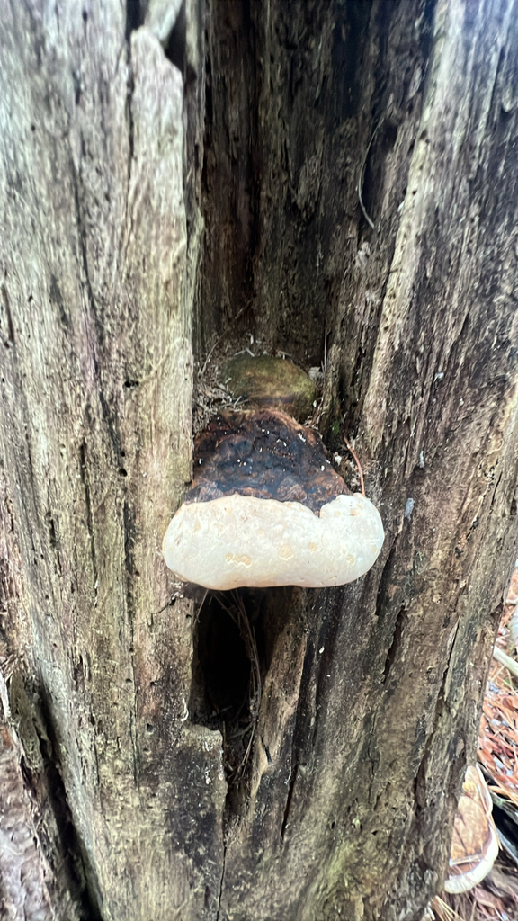 Ochre-banded Conk