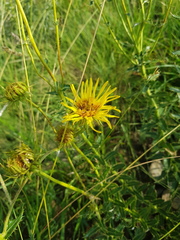 Berkheya seminivea