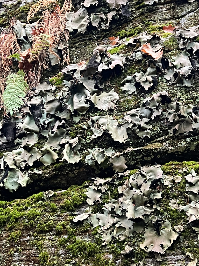 Smooth Rock Tripe
