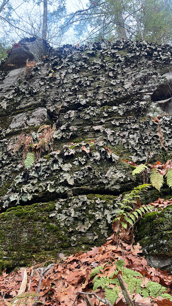 Smooth Rock Tripe