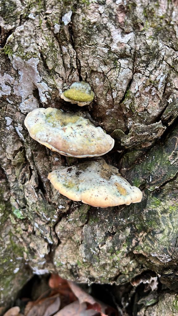 Poplar Bracket