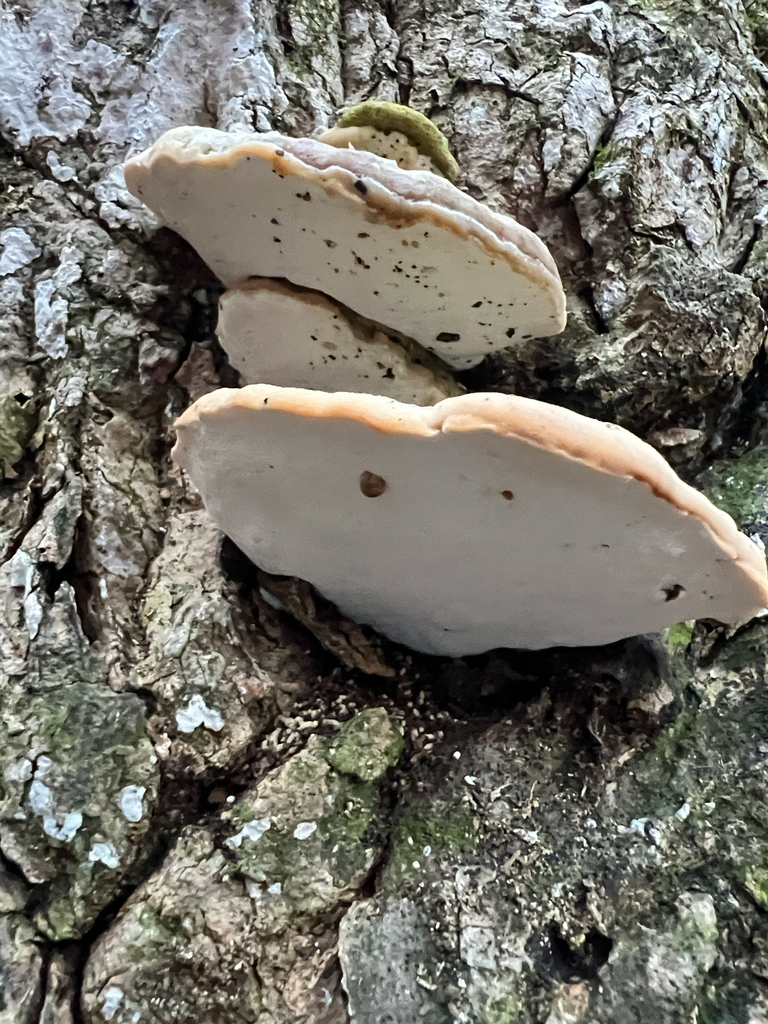Poplar Bracket