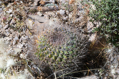 Lobivia cinnabarina