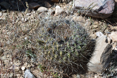 Lobivia cinnabarina