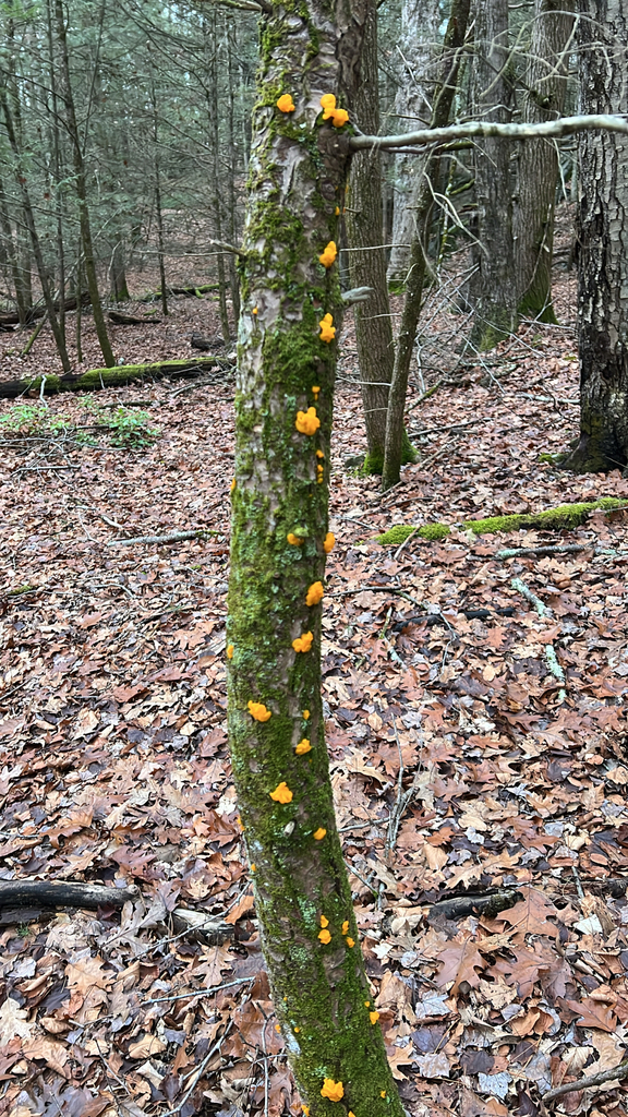 Orange Jelly Spot