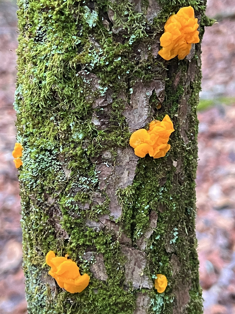 Orange Jelly Spot
