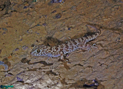 Tenuidactylus caspius