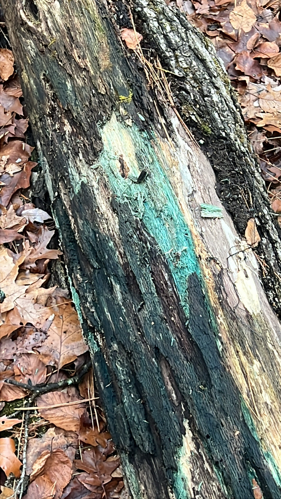 Green Wood Cup