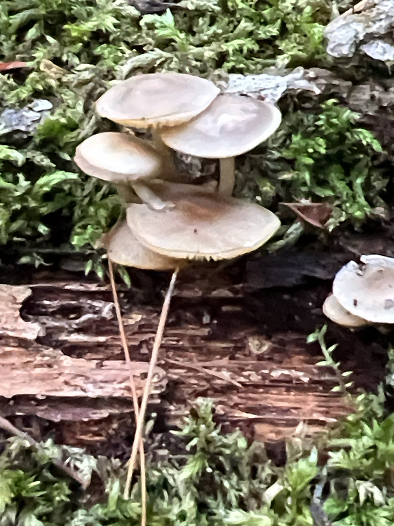 Common Gilled Mushrooms and Allies