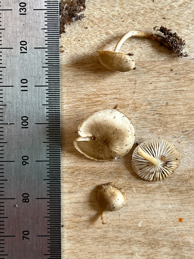 Common Gilled Mushrooms and Allies