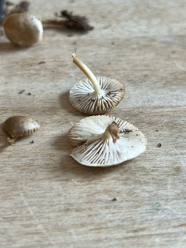Common Gilled Mushrooms and Allies