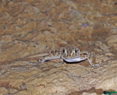 Tenuidactylus caspius