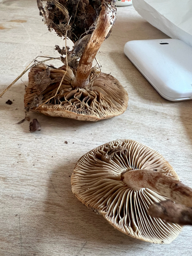 Pholiota lenta