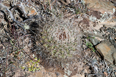 Lobivia cinnabarina