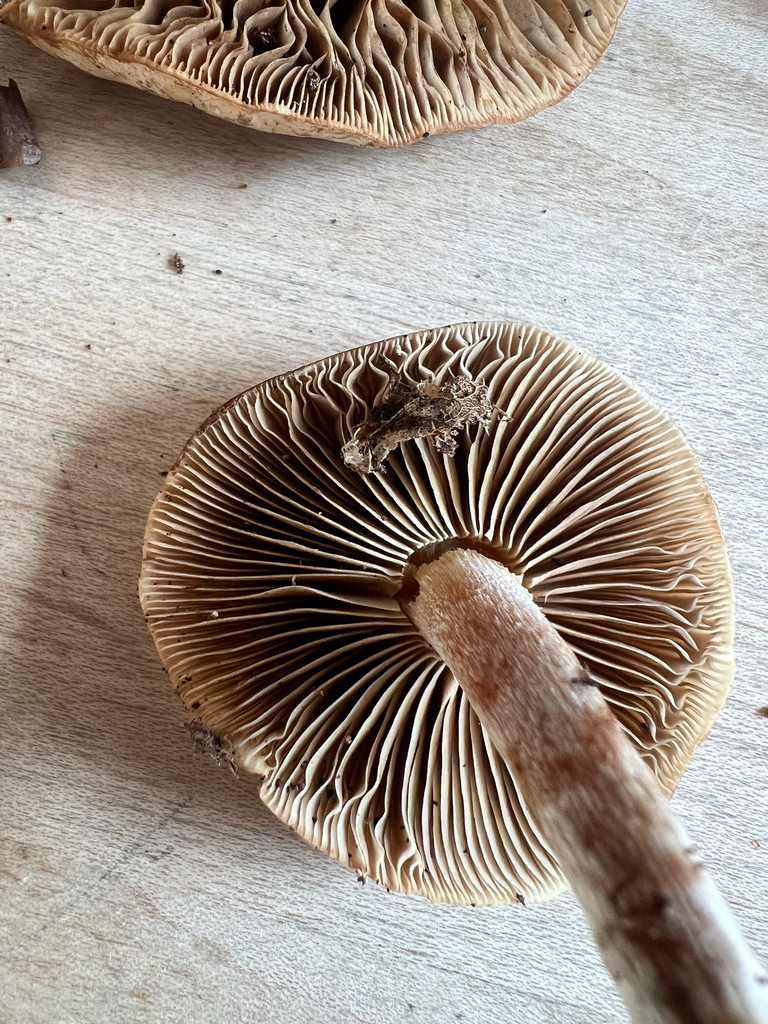 Pholiota lenta