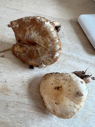 Pholiota lenta