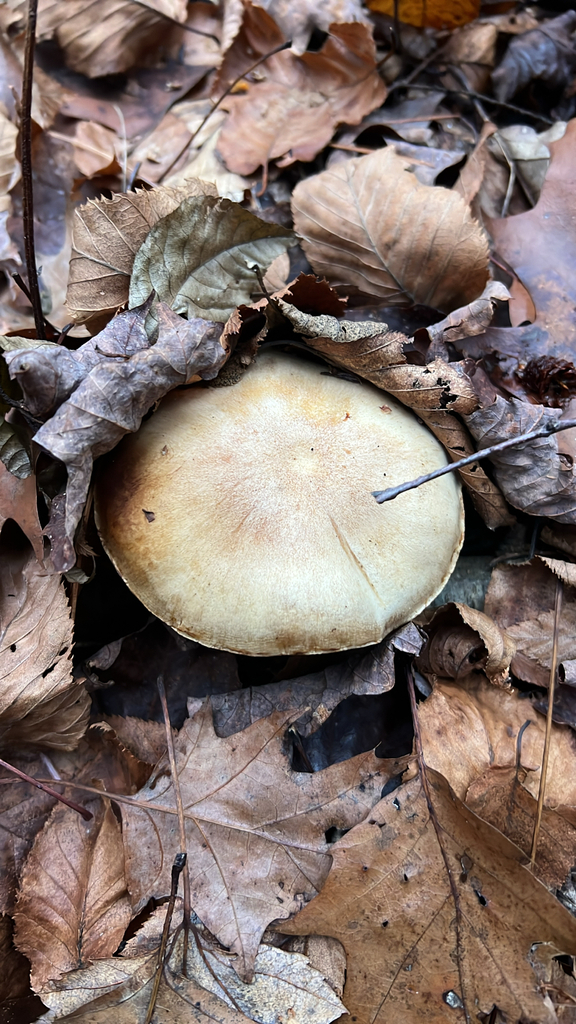 Pholiota lenta