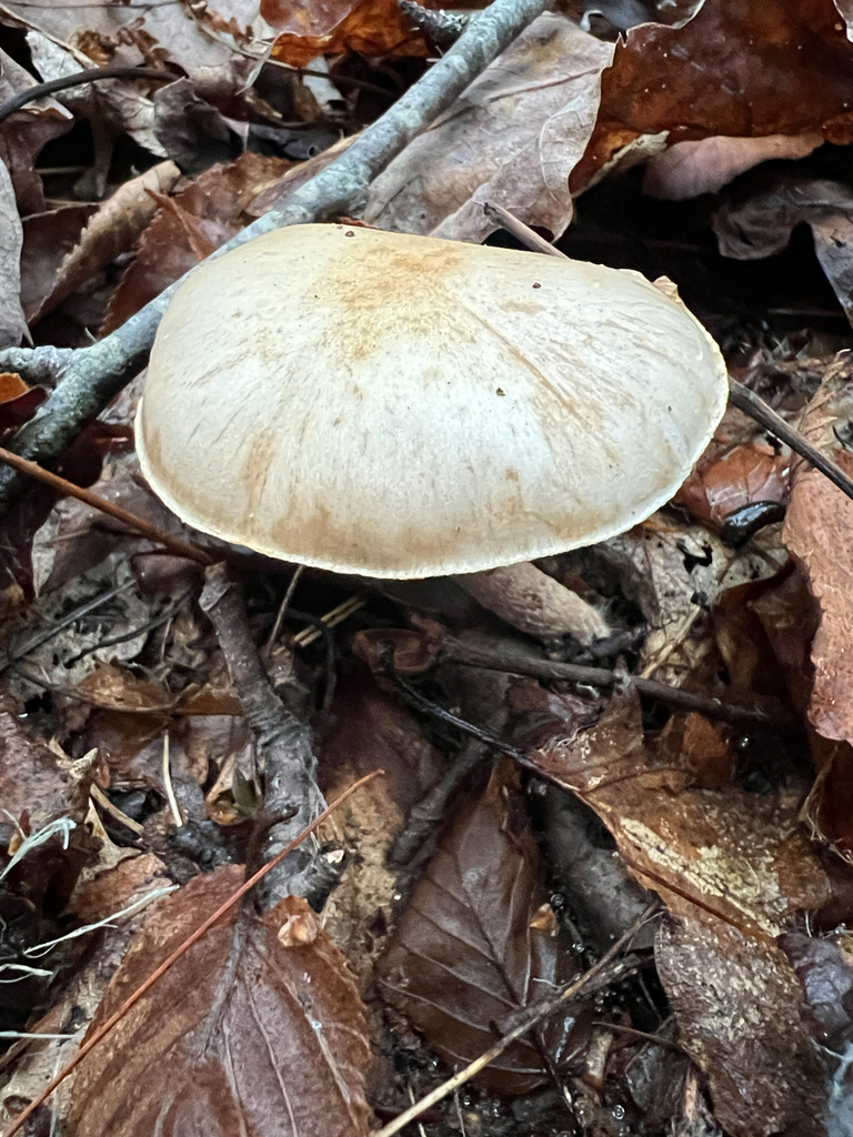 Pholiota lenta