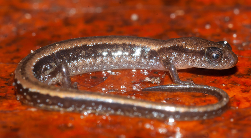 bog dwarf salamander