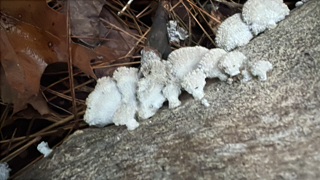 splitgill mushroom