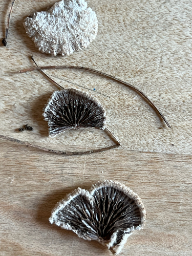 splitgill mushroom