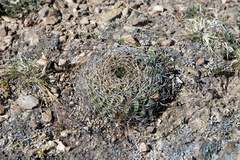 Lobivia cinnabarina