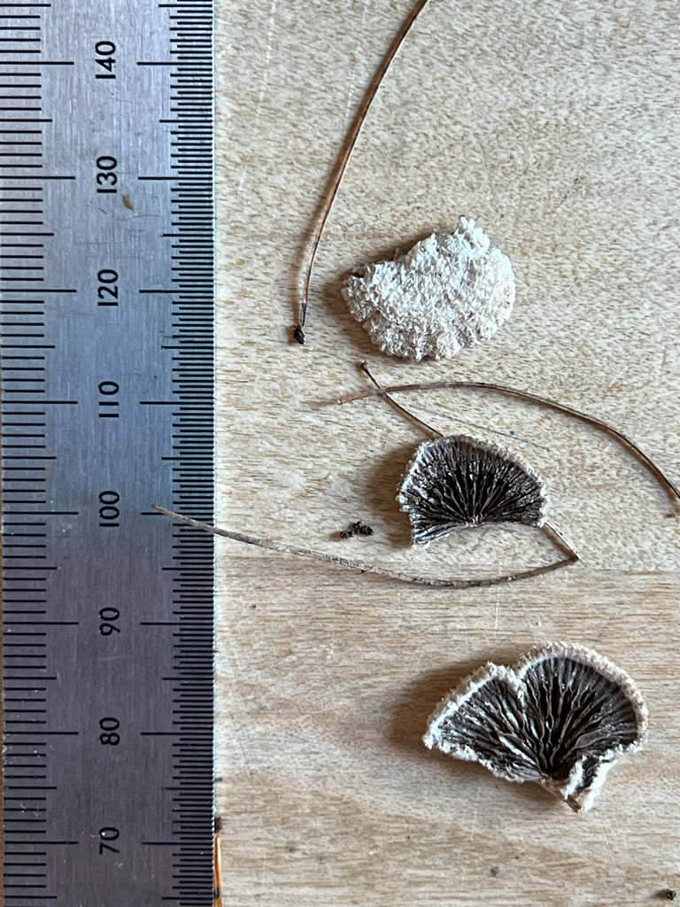 splitgill mushroom