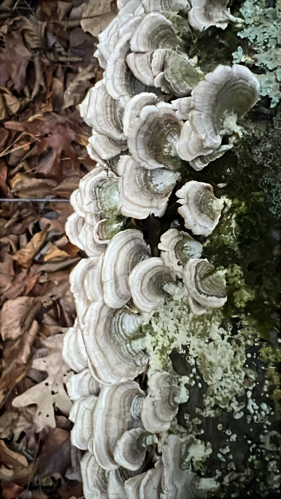 violet-toothed polypore