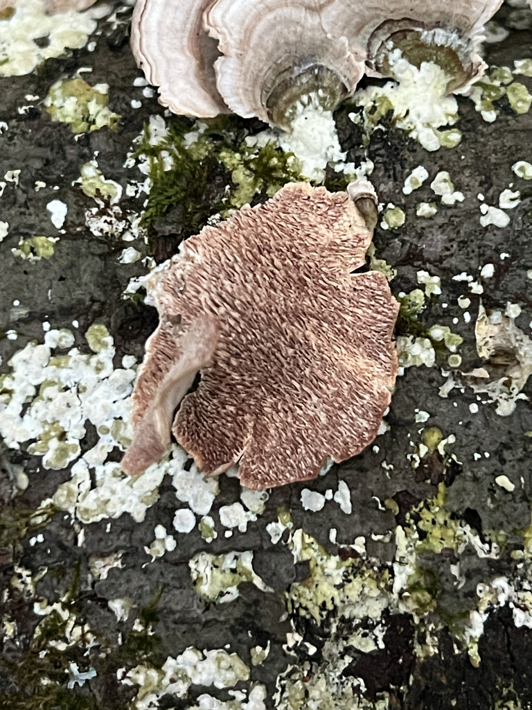 violet-toothed polypore