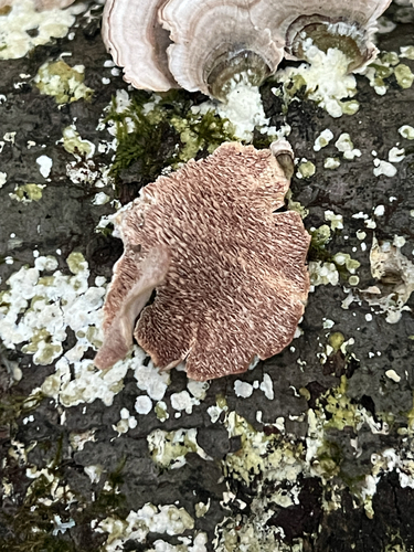 violet-toothed polypore