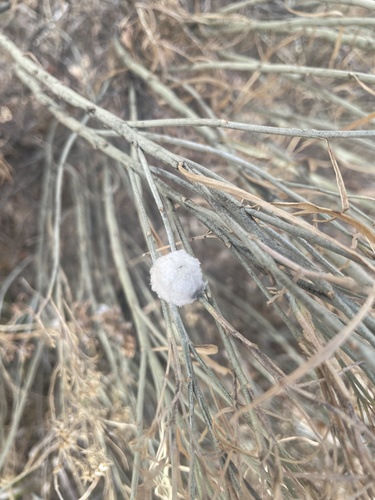 Unknown species found near High Line Canal Trail, Littleton, CO, US