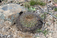 Lobivia cinnabarina