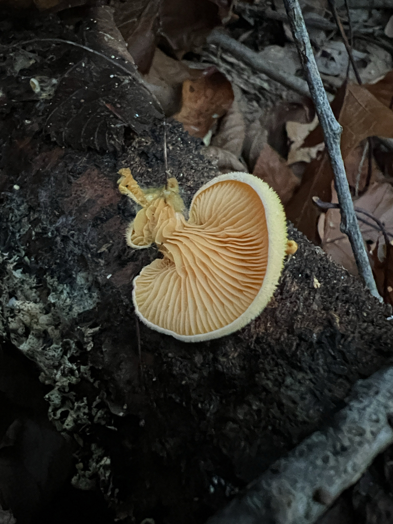 Stinking Orange Oyster