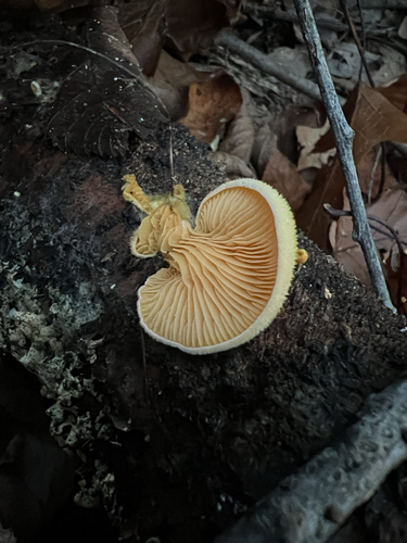 Stinking Orange Oyster