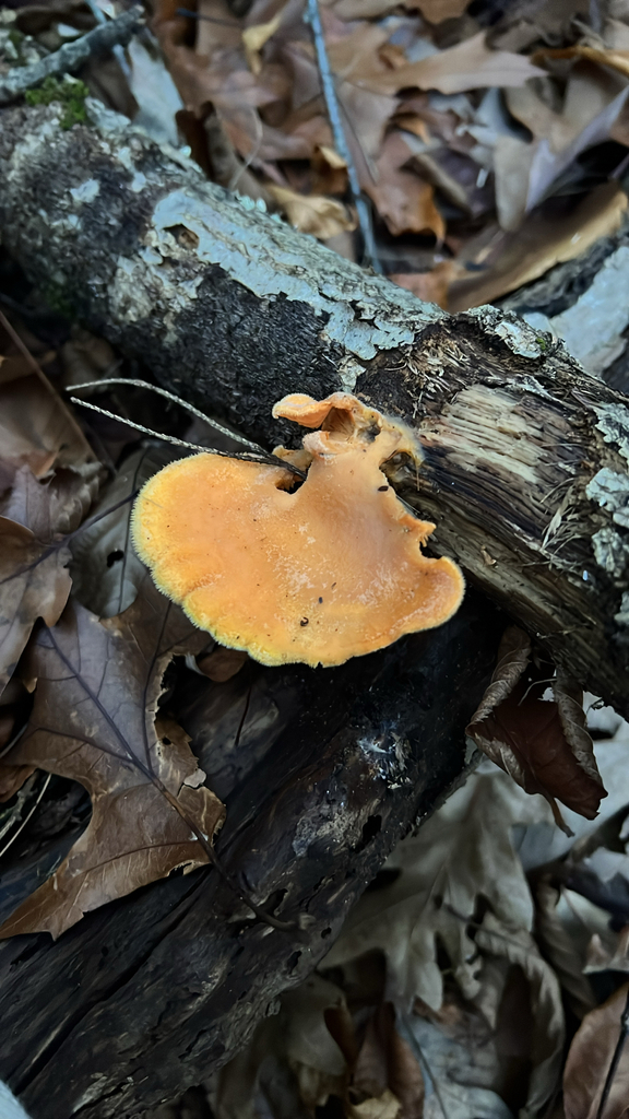 Stinking Orange Oyster