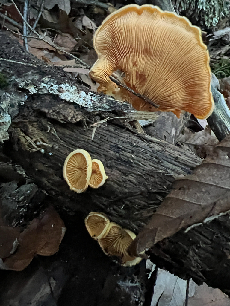 Stinking Orange Oyster